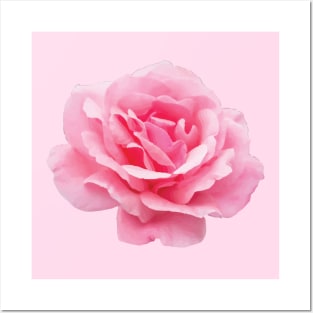 A Big Pink Rose Flower Posters and Art